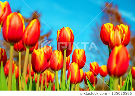 房子周圍的花朵 - 各種時令花卉 - 植物園的花壇裡盛開著美麗的早開鬱金香 135020596