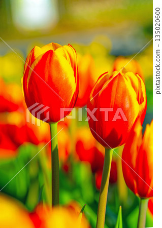 Flowers around the house, various in the four seasons. Beautiful early-blooming tulips have bloomed in the flower bed of the botanical garden. 135020600