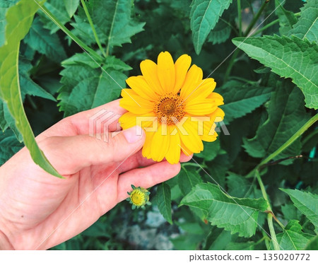 Hand Holding Bright Yellow Flower in Summer Garden Close-Up. A gentle human hand carefully holding a vibrant yellow daisy-like flower with green leaves in the background, symbolizing tenderness, natur Hand Holding Bright Yellow Flower in Summer Garden Close-Up. A gentle human hand carefully holding a vibrant yellow daisy-like flower with green leaves in the background, symbolizing tenderness, natur 135020772