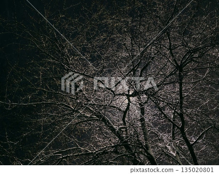 Snow-Covered Bare Tree Branches Illuminated by Street Light at Night. Intricate bare tree branches with snow glowing under warm street lamp light in winter night, creating dramatic silhouette. Snow-Covered Bare Tree Branches Illuminated by Street Light at Night. Intricate bare tree branches with snow glowing under warm street lamp light in winter night, creating dramatic silhouette. 135020801