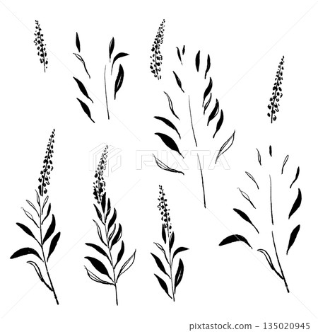 手繪單色插圖，描繪的是鼠尾草 135020945