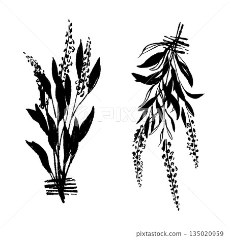手繪單色插圖，描繪的是鼠尾草 135020959