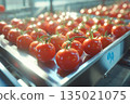Modern Conveyor System Sorting Fresh Red Tomatoes in Industrial Setting 135021075