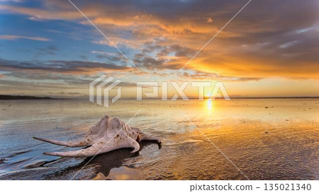 Sea Shell With The Sea Reflection Sands Sea Shell With The Sea Reflection Sands 135021340