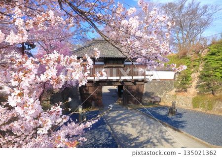 [Nagano Prefecture] Sannomon Gate of Komoro Castle Ruins on a clear day and cherry blossoms in full bloom 135021362