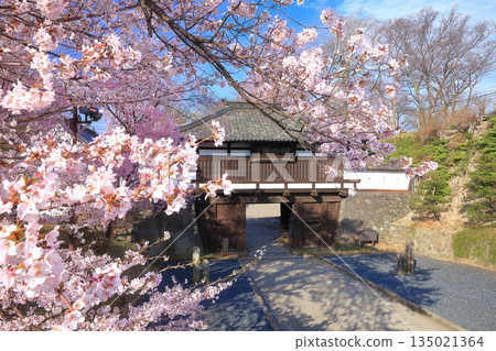 [Nagano Prefecture] Sannomon Gate of Komoro Castle Ruins on a clear day and cherry blossoms in full bloom 135021364
