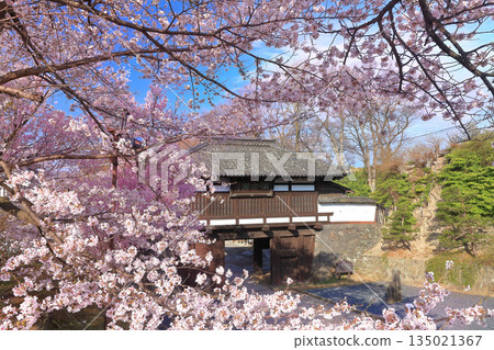 [Nagano Prefecture] Sannomon Gate of Komoro Castle Ruins on a clear day and cherry blossoms in full bloom 135021367