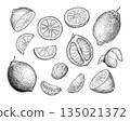 Lemon set handdrawn sketch 1 135021372