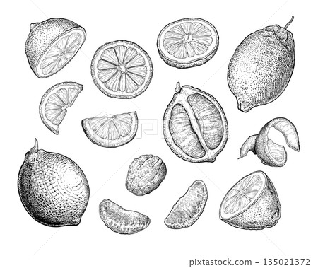Lemon set handdrawn sketch 1 135021372