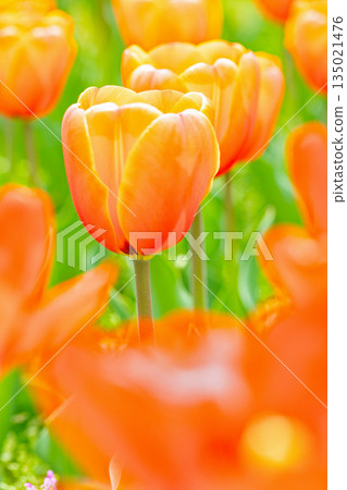 房子周圍的花朵 - 各種時令花卉 - 植物園的花壇裡盛開著美麗的早開鬱金香 135021476