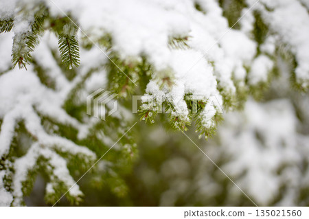 Snowy Spruce Branch Close-Up in Winter Snowy Spruce Branch Close-Up in Winter 135021560