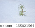 Young Pine Sapling in Fresh Snow 135021564