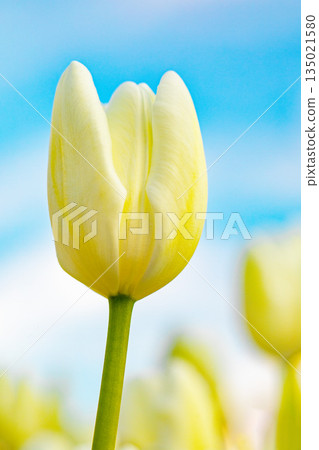 房子周圍的花朵 - 各種時令花卉 - 植物園的花壇裡盛開著美麗的早開鬱金香 135021580