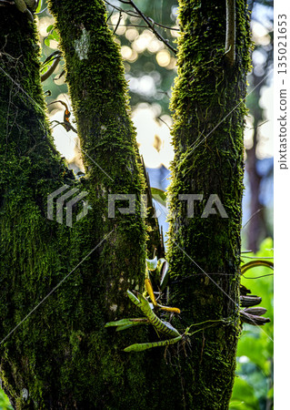 Large tree trunk in the rainforest 135021653