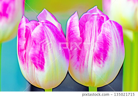 Flowers around the house, various in the four seasons. Beautiful early-blooming tulips have bloomed in the flower bed of the botanical garden. 135021715