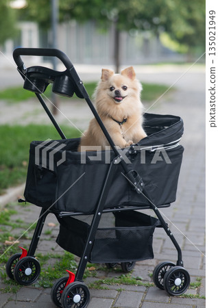 Cute spitz dog in pet stroller outdoors. Cute spitz dog in pet stroller outdoors. 135021949