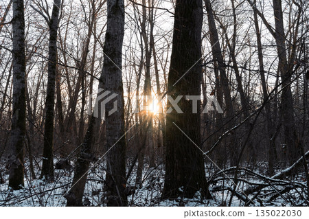 Close up sunset winter forest 135022030