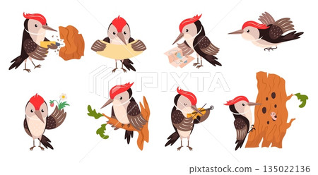 Funny woodpeckers. Cartoon woodpecker different poses. Adorable forest bird on tree, flying, holding banner, play music. Nowaday vector clipart 135022136
