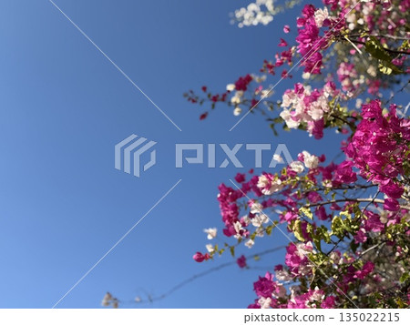 Bougainvillea flowers against blue sky with bright colors and blurred background for copy space Bougainvillea flowers against blue sky with bright colors and blurred background for copy space 135022215
