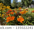 Orange and yellow flowers in garden during sunny day with vibrant green foliage as background 135022241
