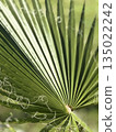 Palm leaf closeup with intricate details and natural light suitable for tropical background 135022242
