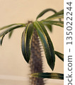 Closeup of desert palm leaves and spiky trunk with soft light, suitable as a nature background 135022244