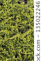 Dense green juniper bushes creating a natural textured background with detailed foliage 135022246