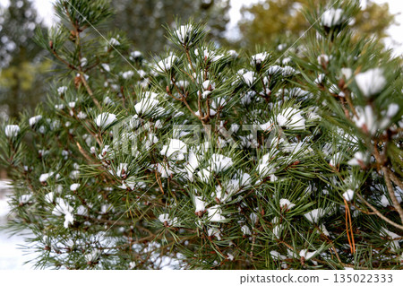 Winter scene with snowy pine tree branch closeup Winter scene with snowy pine tree branch closeup 135022333
