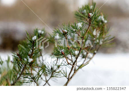 Frozen pine branch with snow and soft background Frozen pine branch with snow and soft background 135022347