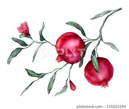 Pomegranate Fruit Branch with flower. Hand drawn watercolor illustration of red tropical Food on white isolated background. Drawing of pink red pomegranate tree with leaves. Sketch of juicy for menu. 135022384
