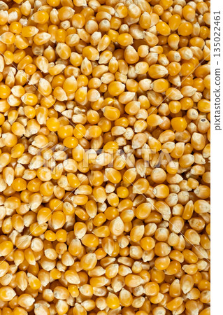 Background texture of dried organic maize seeds, raw yellow corn kernels for popcorn 135022461