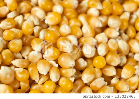 Macro shot of raw yellow corn kernels for popcorn. Macro shot of raw yellow corn kernels for popcorn. 135022463