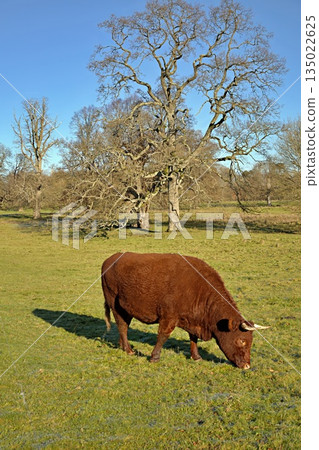 Red Devon cow in a field 135022625