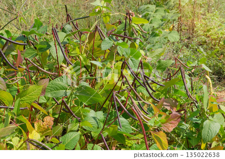 Rural scene. Vigna mungo seed head in meadow in sunny day. Black matpe plant in gardening. Organic plant in farming. 135022638