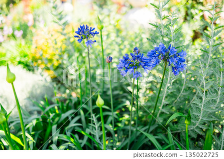 Blue agapanthus africanus flowers blooming in garden with soft background blur. Ornamental planting, seasonal flowering, ecological balance and calm outdoor atmosphere inspired by botanical beauty 135022725
