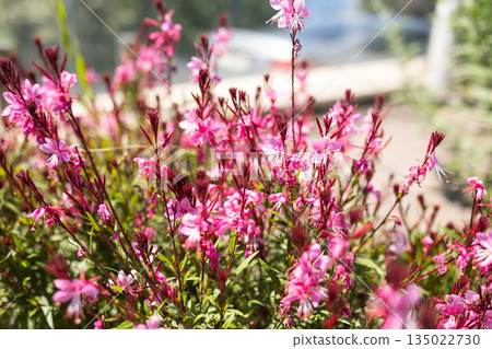 Pink gaura lindheimeri flowers blooming in garden with soft background blur. Natural landscaping, seasonal flowering, ecological balance and calm outdoor atmosphere inspired by ornamental plants Pink gaura lindheimeri flowers blooming in garden with soft background blur. Natural landscaping, seasonal flowering, ecological balance and calm outdoor atmosphere inspired by ornamental plants 135022730