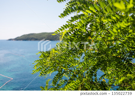 Green leafy branches framing Adriatic seascape in background. Natural foreground isolation, depth perception, summer freshness, and Mediterranean coastal tranquility near Budva, Montenegro 135022739