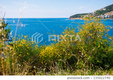 Flowering coastal hillside with Adriatic sea and distant town. Seasonal bloom, natural color contrast, spring summer transition, and peaceful Mediterranean scenery near Budva, Montenegro 135022740