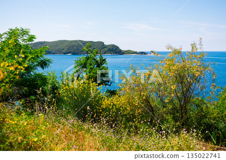 Coastal vegetation overlooking Adriatic waters and distant island. Natural foreground framing, seasonal growth, summer calmness, and Mediterranean landscape depth near Budva, Montenegro Coastal vegetation overlooking Adriatic waters and distant island. Natural foreground framing, seasonal growth, summer calmness, and Mediterranean landscape depth near Budva, Montenegro 135022741