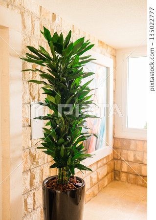 Indoor dracaena fragrans plant in pot inside residential hallway. Interior greenery, calm lifestyle atmosphere, natural home decoration and wellbeing focused living space with balanced light Indoor dracaena fragrans plant in pot inside residential hallway. Interior greenery, calm lifestyle atmosphere, natural home decoration and wellbeing focused living space with balanced light 135022777