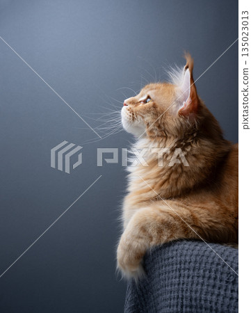 side view of ginger maine coon with long whiskers side view of ginger maine coon with long whiskers 135023013