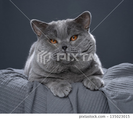 big blue british shorthair breeding cat big blue british shorthair breeding cat 135023015