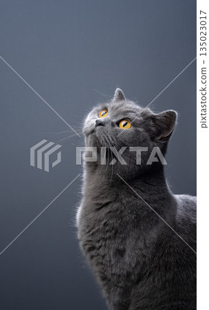 British shorthair blue profile view portrait British shorthair blue profile view portrait 135023017
