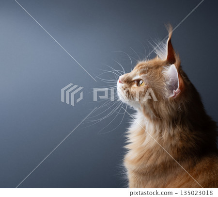 side view of ginger maine coon with long whiskers side view of ginger maine coon with long whiskers 135023018