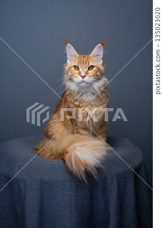 orange maine coon cat on gray background portrait orange maine coon cat on gray background portrait 135023020