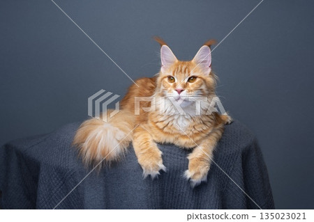 orange maine coon cat relaxing on gray cushion, lying on front and showing paws orange maine coon cat relaxing on gray cushion, lying on front and showing paws 135023021