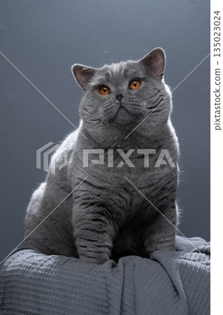 big blue british shorthair breeding cat big blue british shorthair breeding cat 135023024