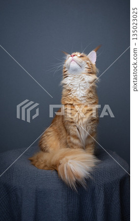 orange maine coon cat on gray background portrait orange maine coon cat on gray background portrait 135023025