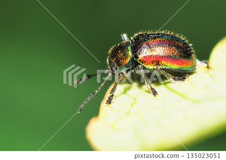 Red leaf beetle 135023051
