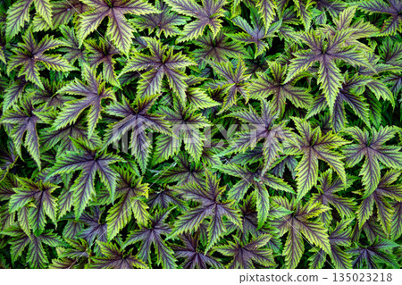 Green Cover Of Colorful Meadowsweet - Filipendula multijuga - In A Botanic Garden 135023218